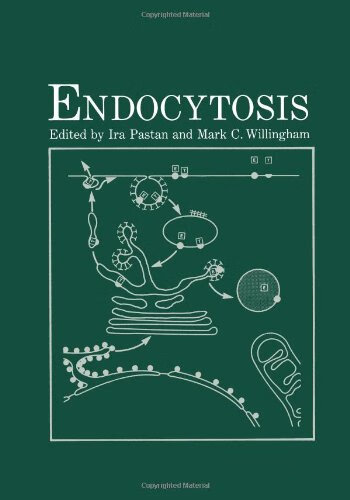 预订 endocytosis
