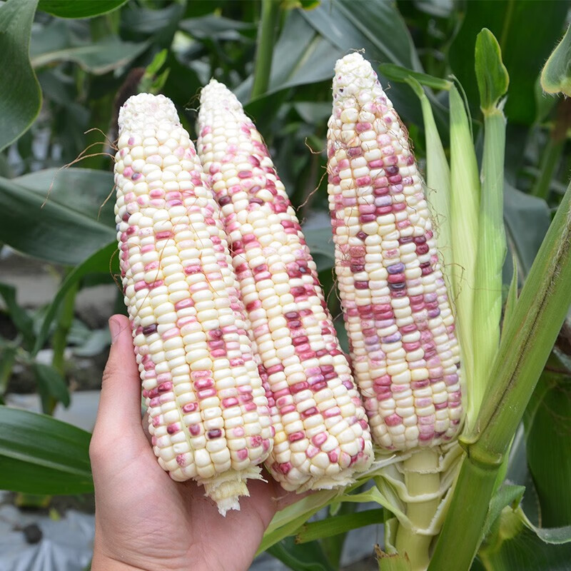 蔬菜类京东商品历史价格查询|蔬菜类价格比较