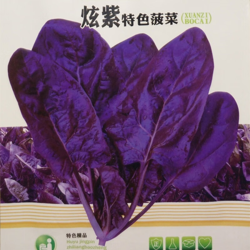 【梦里丹】紫色菠菜种籽蔬菜种孑秋季种富含花青素味道超好菠菜种子