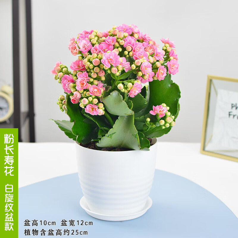 含花盆 粉色花 白旋纹盆带盆栽好