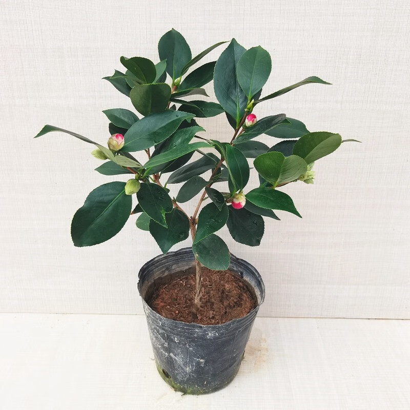 唐花芬阁赤丹红山茶花盆栽树苗六角大红色带花苞室内四季绿植花卉阳台