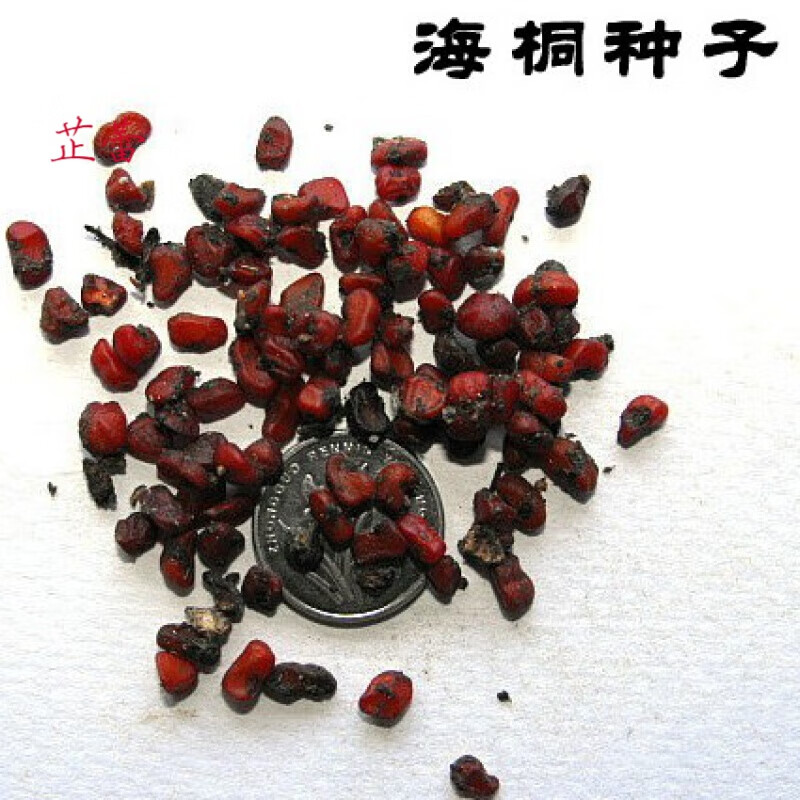 七里香,山矾,山瑞香,宝珠香,海桐花 海桐种子 树种子 海桐一斤