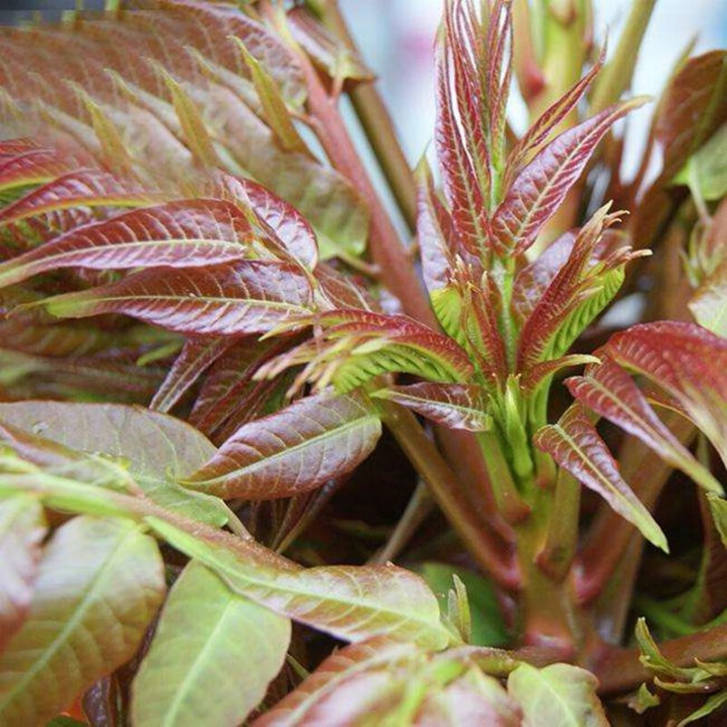 香椿树苗南方北方种植庭院盆栽地栽香椿芽四季树绿油红油香椿树苗