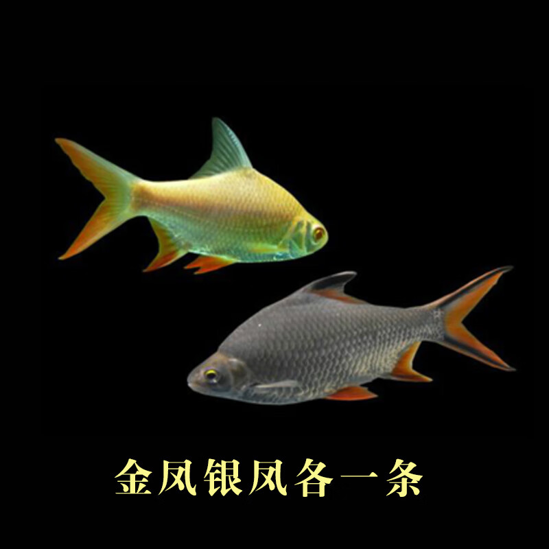 中层热带观赏鱼飞凤鱼直纹活体金凤银凤泰国鲫鱼龙鱼配鱼吃垃圾鱼v