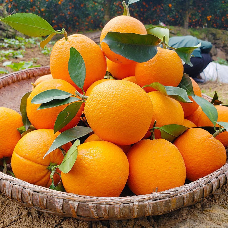 湖北秭归伦晚脐橙 鲜甜橙子当季新鲜现摘橙子应季水果夏橙整箱3斤装5斤装 9斤装中果（果径：65-70mm）