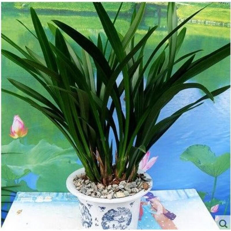 月娥室内盆栽花卉 兰花剑兰四季兰 芳香年宵卧室观花植物 5株 粉红色5