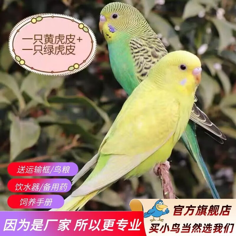 ���ڲ��������� ����廢Ƥ��������ĵ���������ѧ˵������С̫�����ĳ������� ��ɫ��Ƥ+��ɫ��Ƥ��һ��һĸ�� 51.8Ԫ