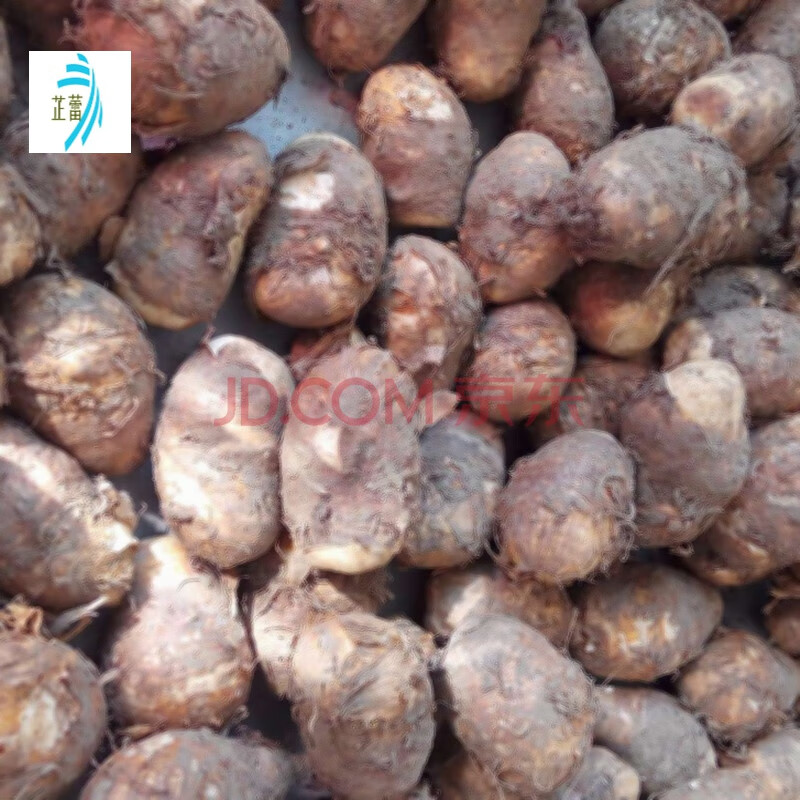 芷蕾 新鲜独角莲 丁毒豆 种球中药材种子 7个一斤 7个一斤 默认3