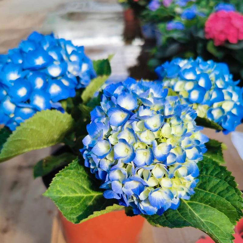 无尽夏绣球花苗盆栽大花老桩八仙花室内耐寒好养花卉当年开花多季循环