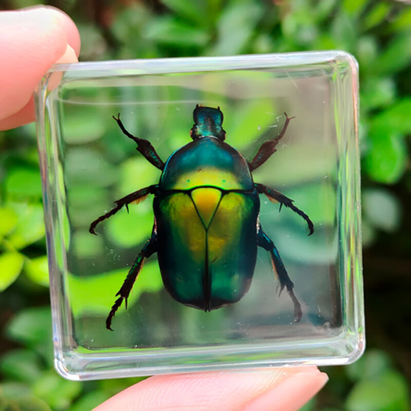 昆虫标本真虫树脂包埋自然魔块儿童生物科普教学礼物 1日拟阔花金龟