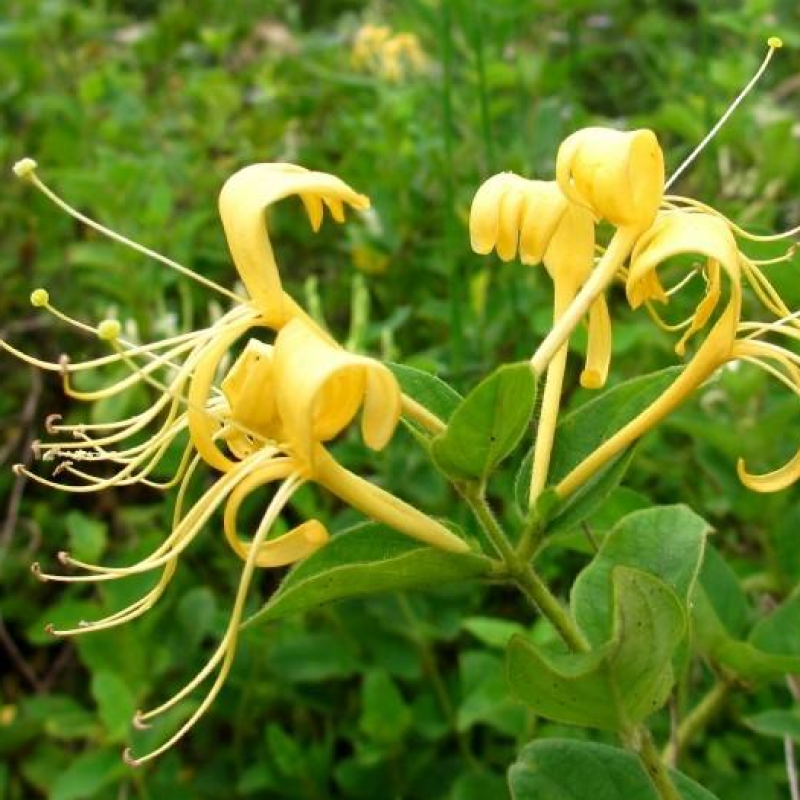言清 金银花苗盆栽地栽果树苗 黄白金银花可泡茶庭院阳台南北方种植