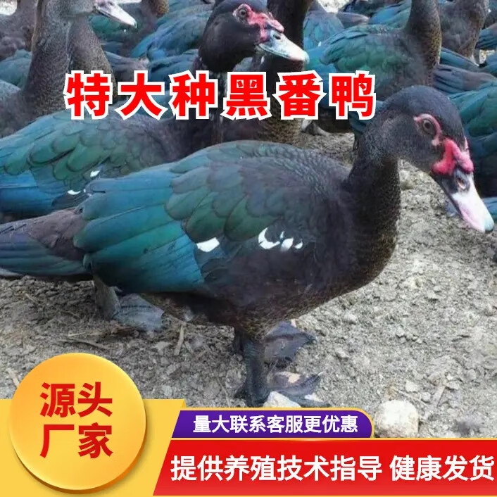 大种黑番鸭活苗洋鸭藤鸭苗大种连城白鸭谷白番鸭苗大白鸭苗 黑番鸭苗1