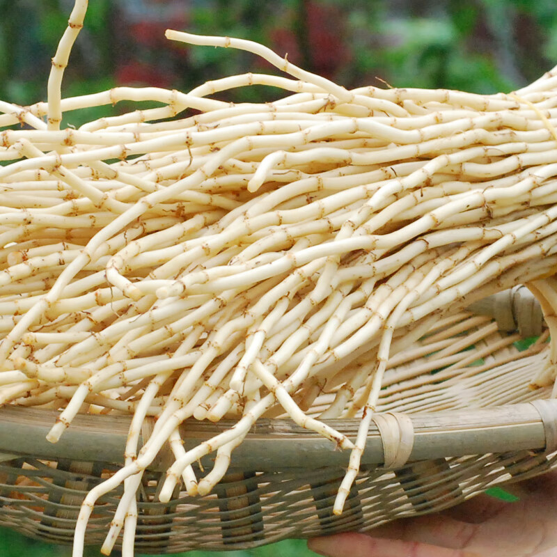囧仙子新鲜折耳根农家侧耳根嫩根节节根现挖鱼香草蔬菜 1斤装根根