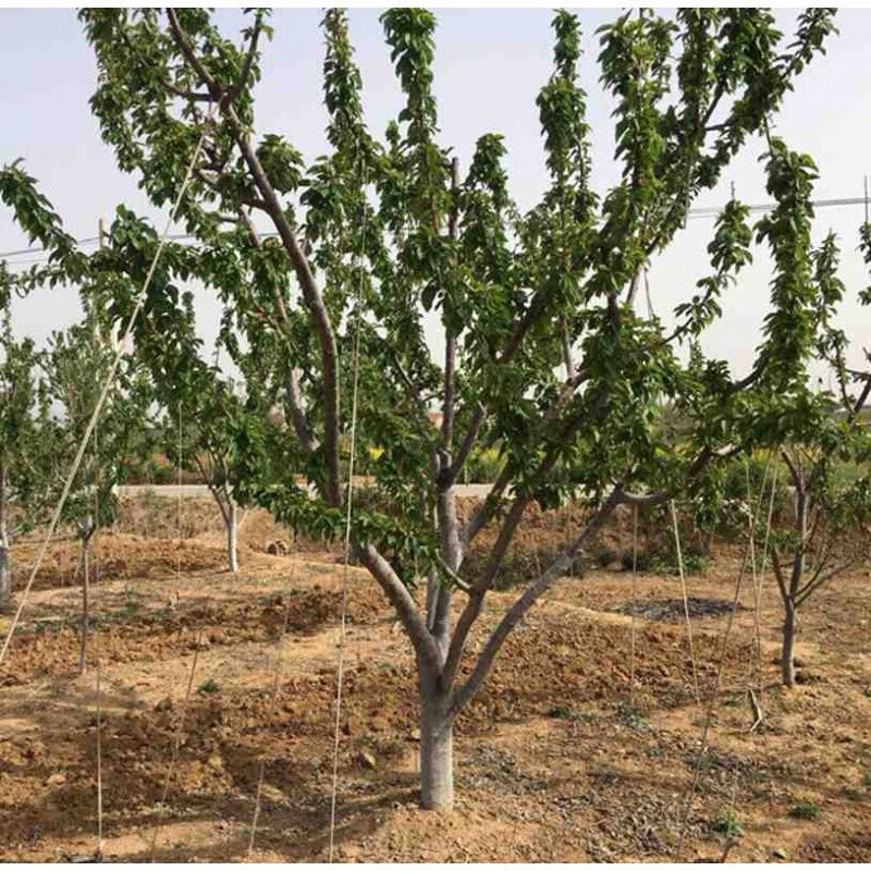 樱桃树大树车厘子树苗大型果树苗庭院别墅种植地栽果树樱桃苗带土球