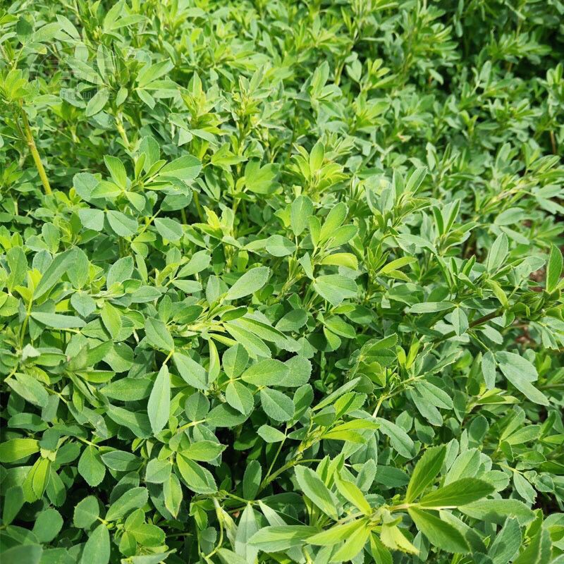左家花园紫花苜蓿草种子多年生 木须草可食用抗寒养殖牛羊四季牧草籽