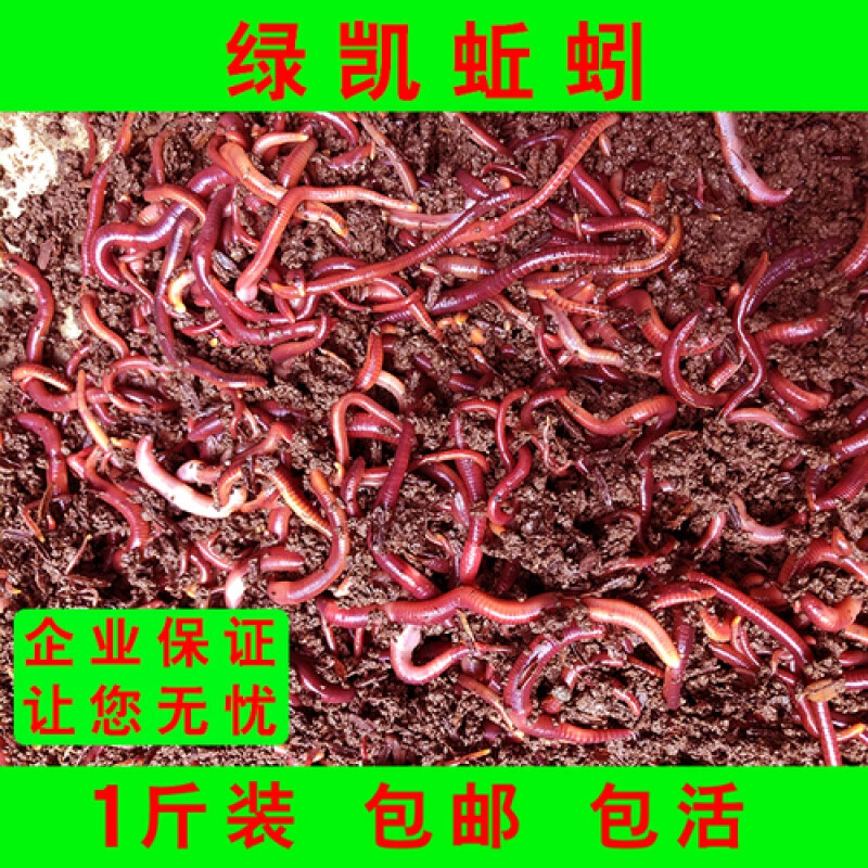 钓鱼蚯蚓牛粪红蚯蚓散装活饵鱼饵鲜活蚯蚓盒装鱼食派尼美特 通货4盒