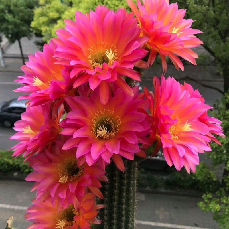 实生开花仙人球毛花柱彩草飞碟丽花卉盆栽大花品种仙人球盆栽开花紫丽丸群生 6 8cm 不带花苞白色塑料盆 虎窝购 实生开花仙人球毛花柱彩草飞碟丽花卉盆栽大花品种仙人球盆栽开花紫丽丸群生 6 8cm 不带花苞白色塑料盆 虎窝购