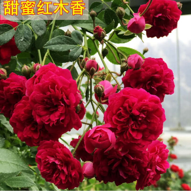 木香花苗甜蜜红木香花苗四季红色盆栽带花爬藤植物七里香浓香吸味绿植