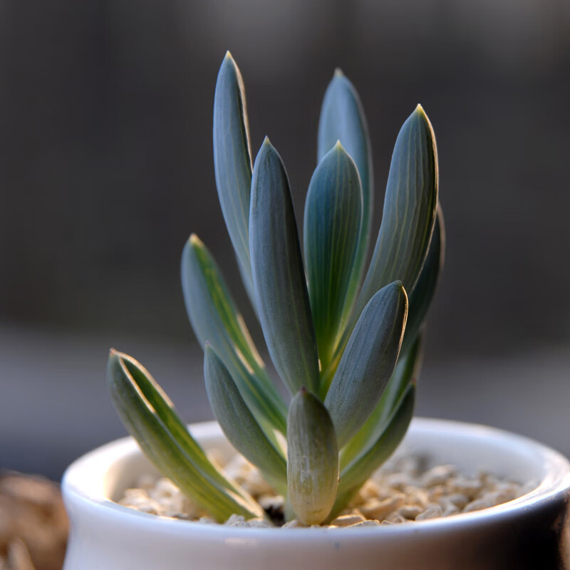 多肉植物 盆栽花卉 室内绿植 蓝松 肉肉植物 多肉 景观小盆景 蓝松(高