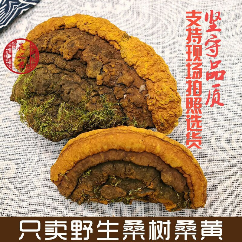 夜之君桑黄长白山天然养生山货整枝可切片金边桑树桑黄桑黄菌 100g