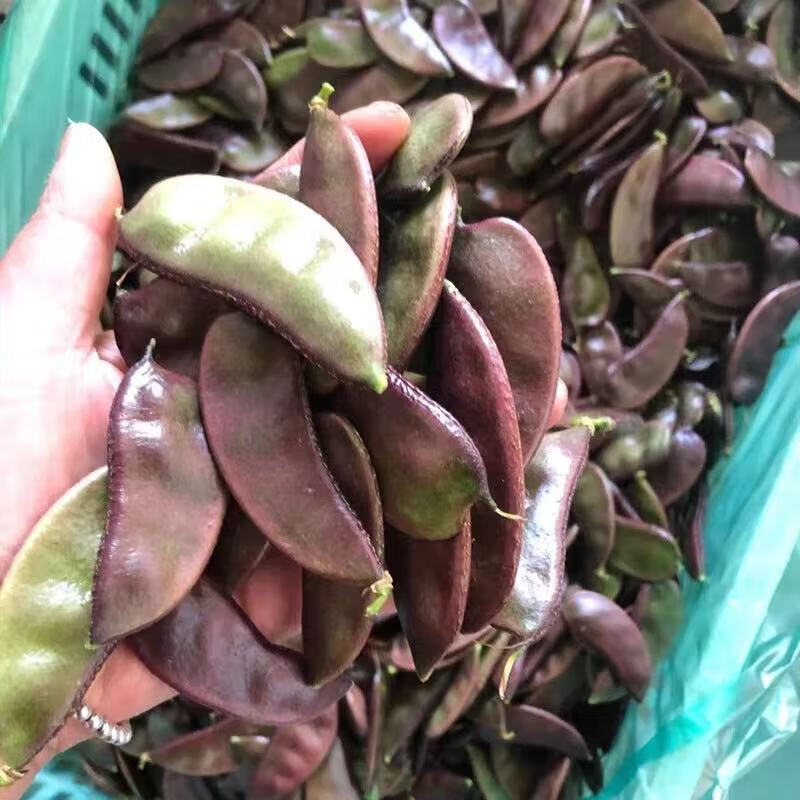 农家现摘新鲜红扁豆露天紫扁豆时令蔬菜扁豆角猪耳朵眉豆 3斤