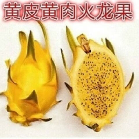 红心白心火龙果苗 室内外四季盆栽地栽果苗南北方种植 黄皮黄肉火龙果