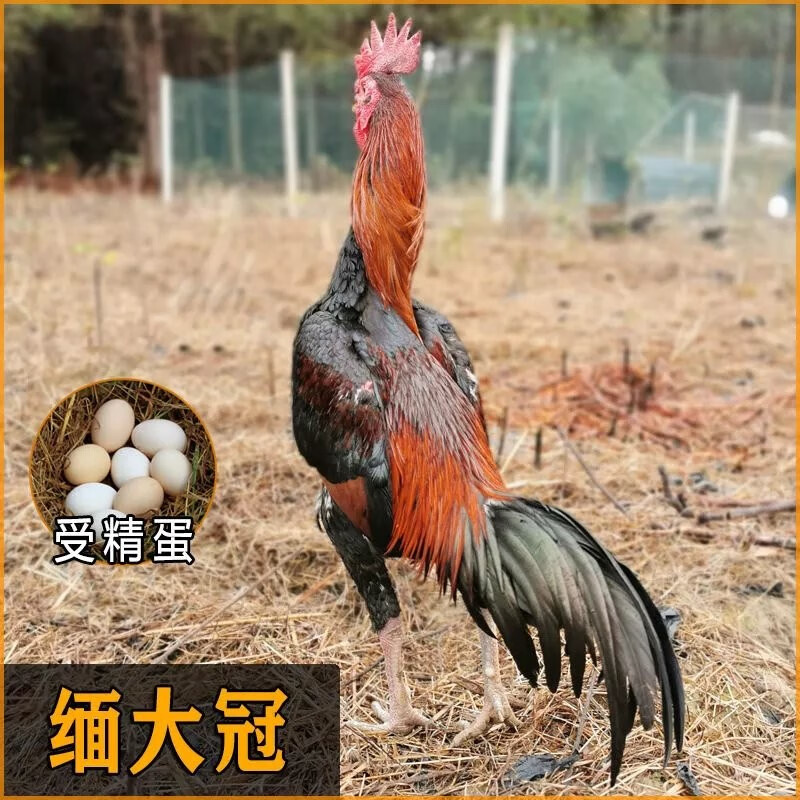 荣郁纯种斗鸡种蛋大冠受精蛋可孵化贵州黑脚精品盖泰缅斗鸡活苗小鸡