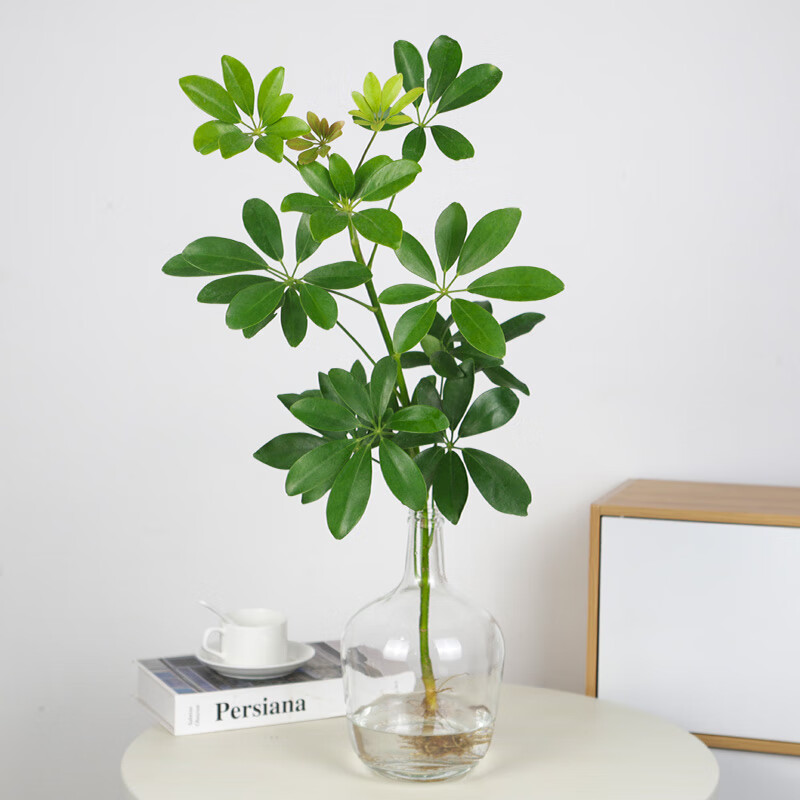 泰西丝水培鸭脚木盆栽绿植物室内客厅鲜切日本吊钟平替水养马醉木在树