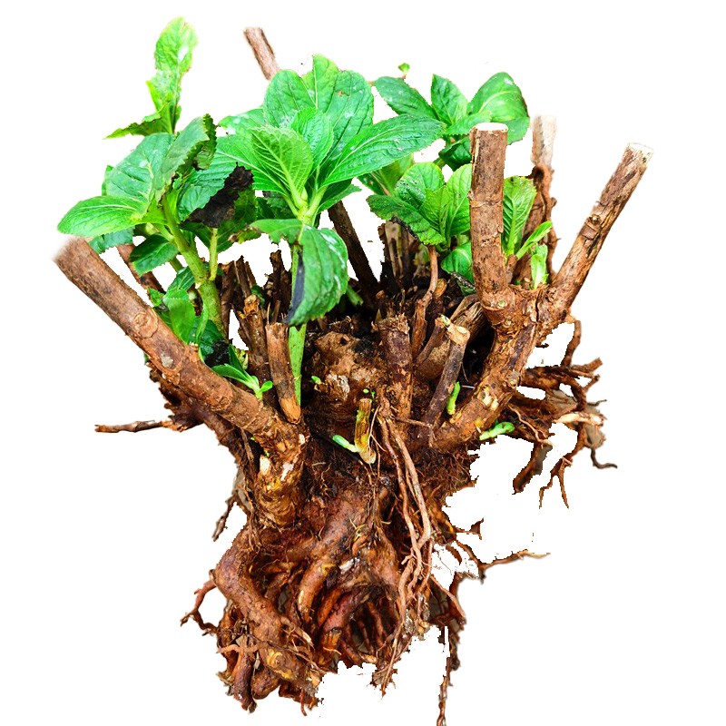 頑冒绣球花苗八仙花盆栽庭院阳台耐寒植物无尽夏花苗四季开花老桩花卉 八仙变色绣球【推荐】+肥料 12年精品老桩开花爆【别墅推荐】