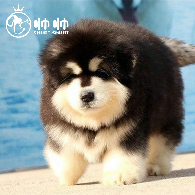 帅帅名宠 北京犬舍 纯种阿拉斯加幼犬 活体大型犬  巨型犬黑色灰色
