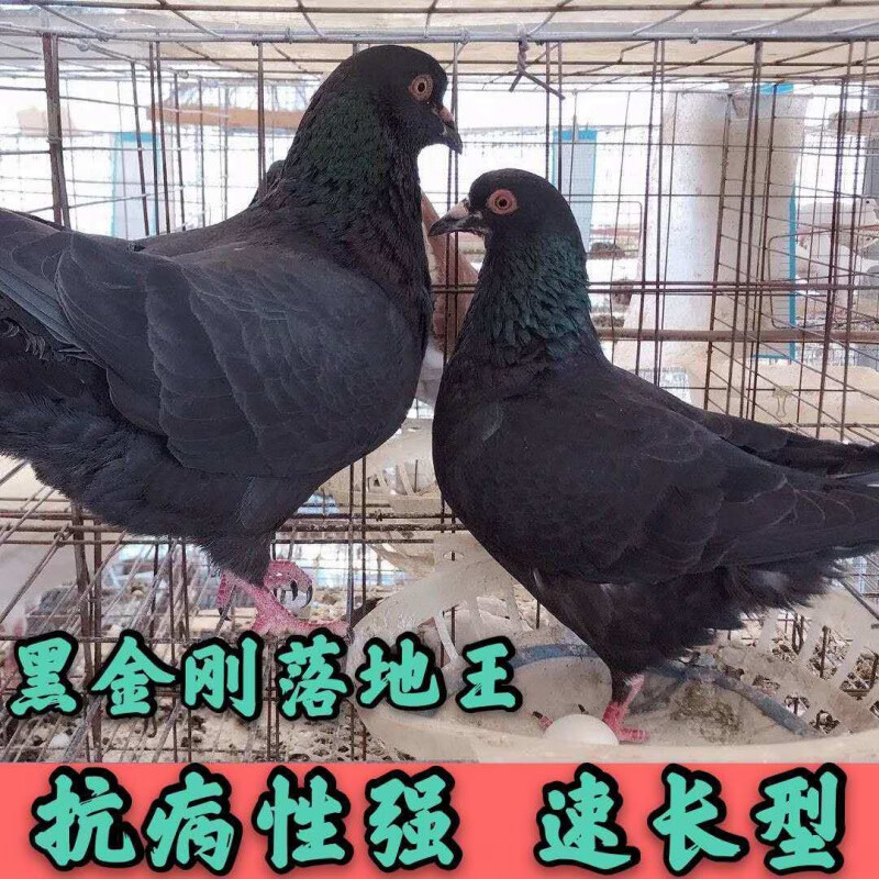 【官方旗舰】落地王公斤鸽元宝鸽特大肉鸽下蛋鸽信鸽观赏鸽幼鸽青年