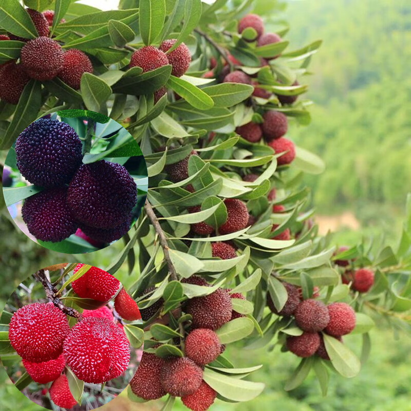 言清 正宗嫁接杨梅树苗 南方北方种植盆栽地栽果树苗庭院阳台苗木 2年苗（品种备注）