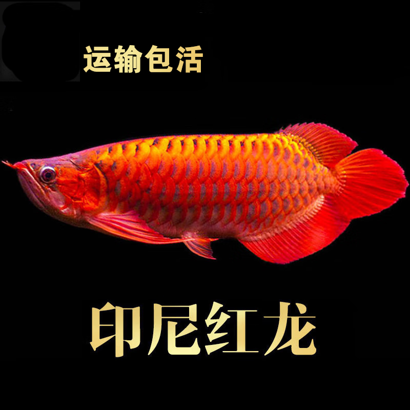 JYPET印尼紅龍魚活體魚辣椒紅龍超血紅龍金龍魚活魚龍魚小魚熱帶魚 印尼5A級紫艷紅龍34-36厘米