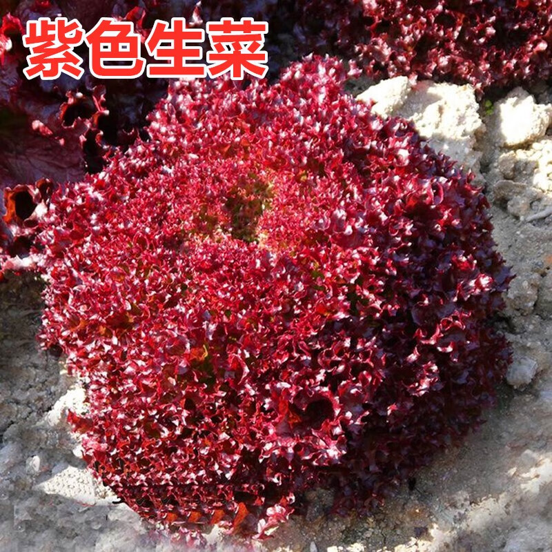 紫色生菜种子进口深紫色生菜种籽特色紫红色蔬菜种子四季菜研 红皱