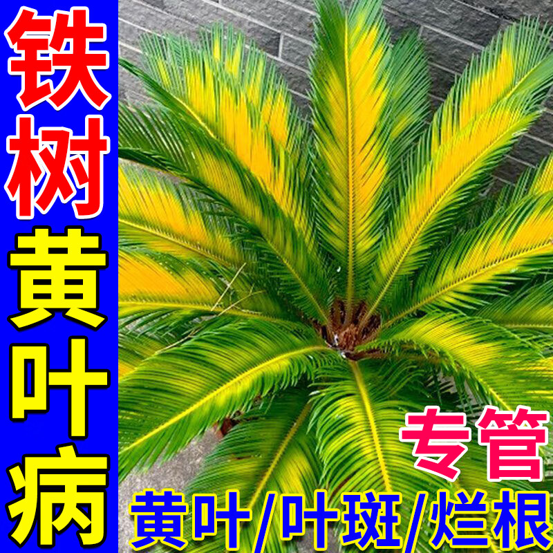 铁树专用肥料叶子发黄喜酸植物通用营养液盆栽肥料铁树专用营养液 3瓶装 京东折扣/优惠券
