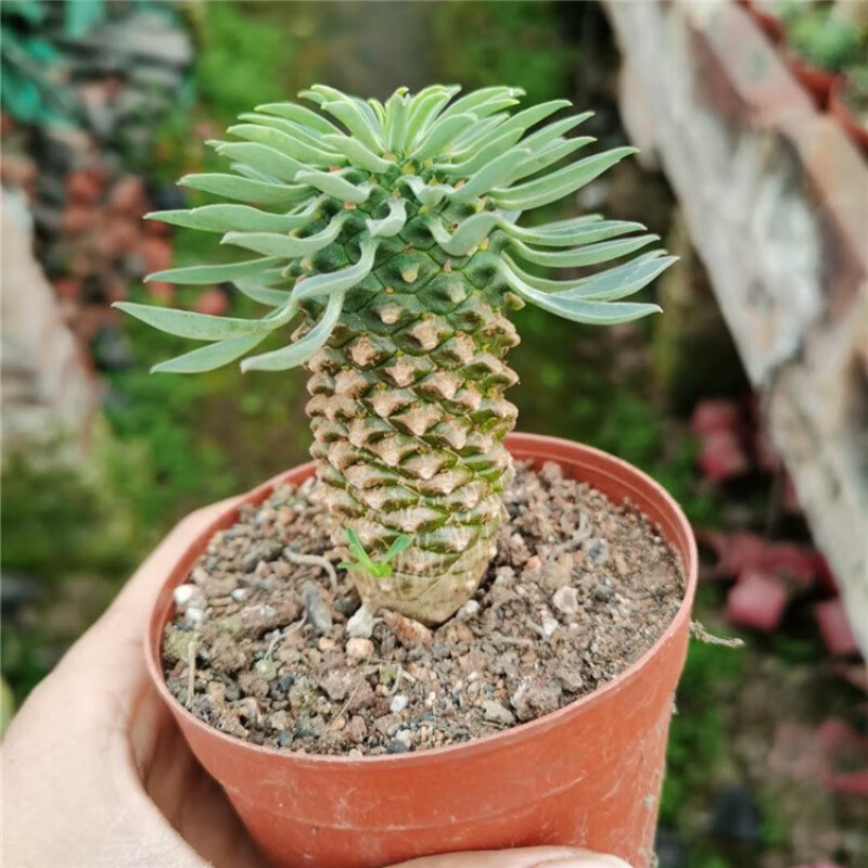 铁甲麒麟峨眉山大戟科块根多肉绿植盆栽绿植 大戟科铁甲麒麟高8-9cm