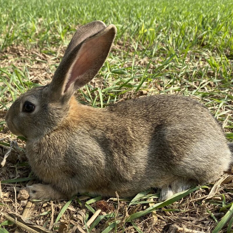 double yellow兔子活体肉兔大型宠物兔小白兔比利时肉兔新西兰纯种
