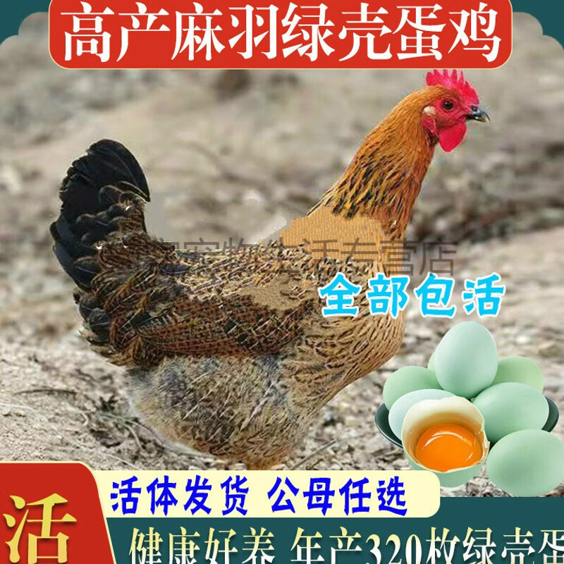 麻羽绿壳蛋鸡简介图片