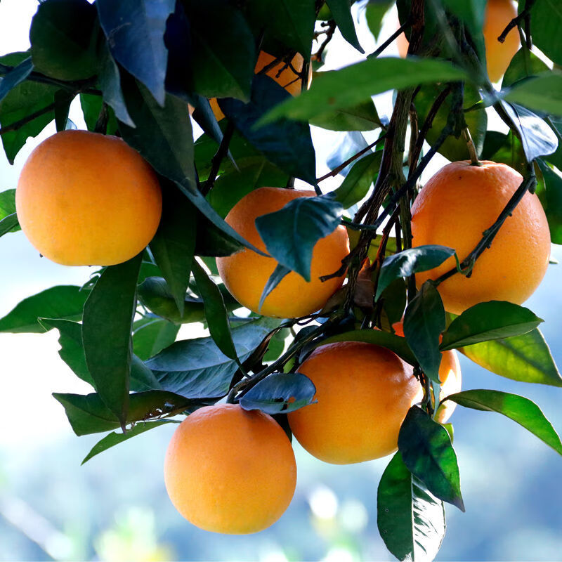 【精选S级】湖南纽荷尔橙子脐橙新鲜水果当季应季手剥橙果冻橙冰糖柑整箱甜橙 脐橙中果5斤(果径60-65mm)