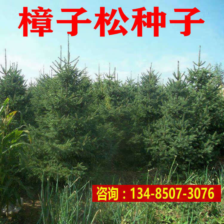 樟子松树种子海拉尔松蒙古赤松西伯利亚松黑河赤松抗寒松树木种籽QCDD 试种装200粒 肥