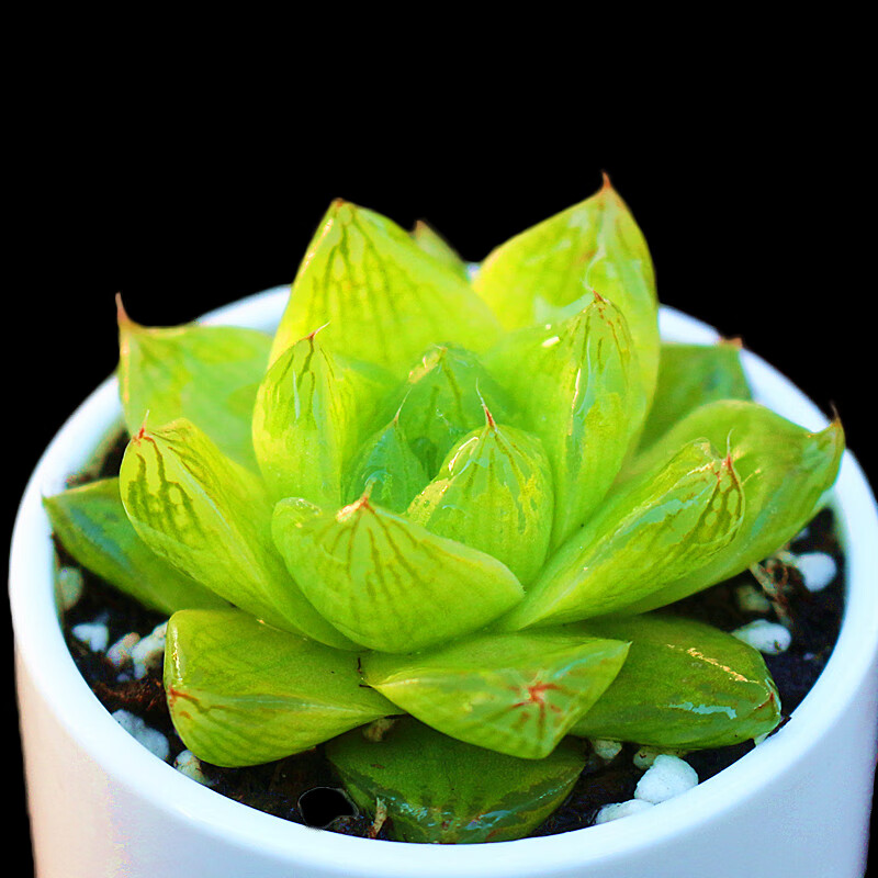 贵货多肉植物 盆栽绿植花卉肉肉 不含花盆 京之华玉露(4-6cm)