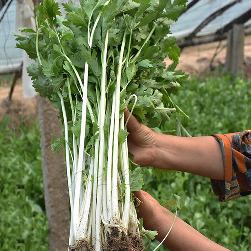 白芹菜种子四川白杆实心小香芹种籽耐寒耐热四季阳台盆栽蔬菜种孑