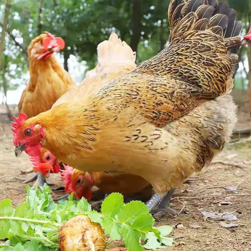 两年老母鸡土鸡新鲜黑脚白脚现杀现发 顺鑫贝 两只黑脚老母鸡----共4