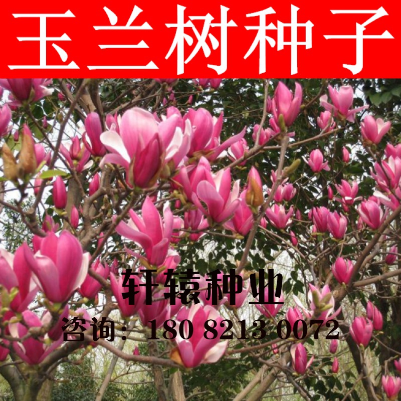 玉兰树种子 白玉兰种子 紫玉兰种子广玉兰种子黄玉兰种子辛夷玉兰