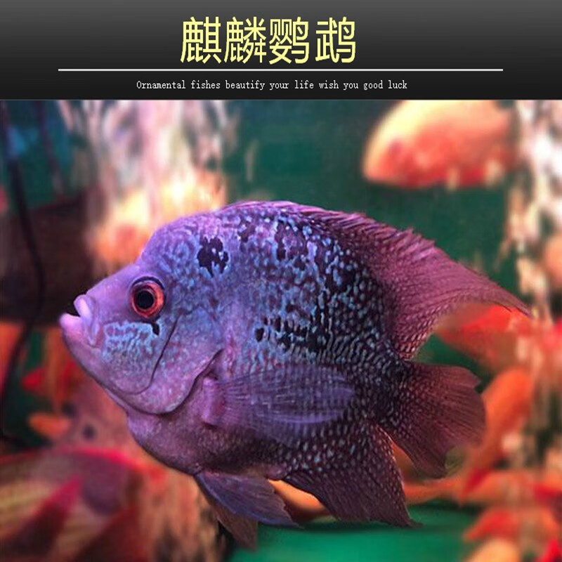 乐淘逸宠乐淘逸宠麒麟鹦鹉鱼活体元宝罗汉大型热带观赏血鹦鹉鱼 7-8cm
