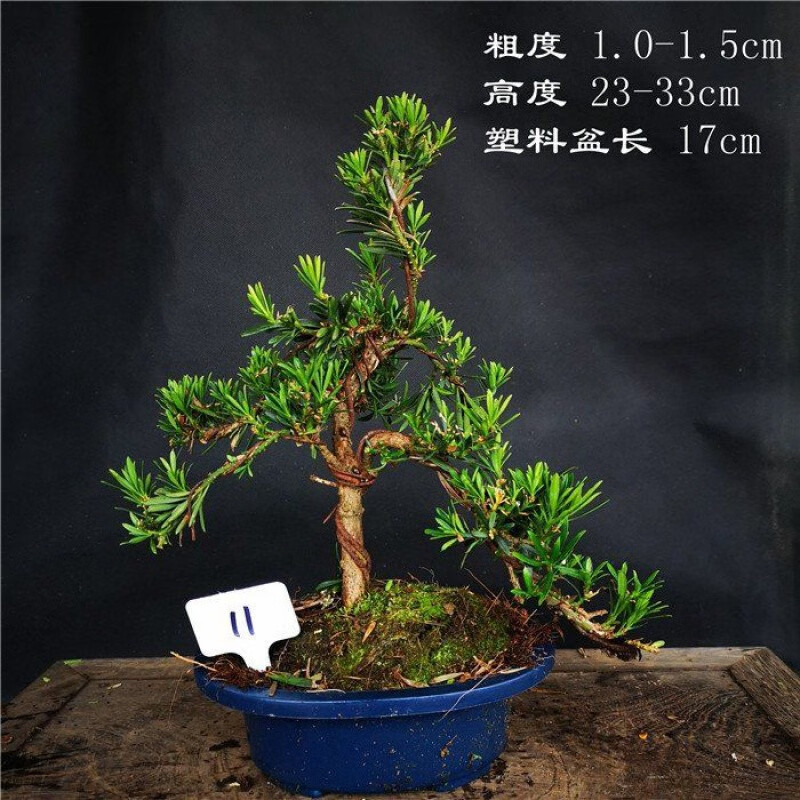 罗汉松造型盆景 小造型如详情图片
