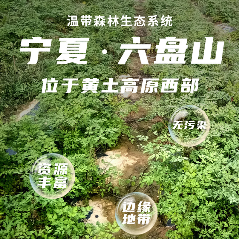 素养生活有机当归80g 当归片泡水煲汤食材补血调经可搭配黄芪枸杞党参滋补 80g*1罐