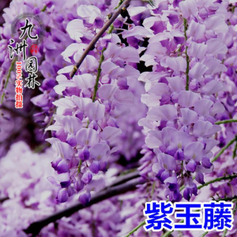 围紫藤苗墙庭院四季南北地栽盆栽紫藤花苗植物花卉紫藤萝花苗 紫玉藤