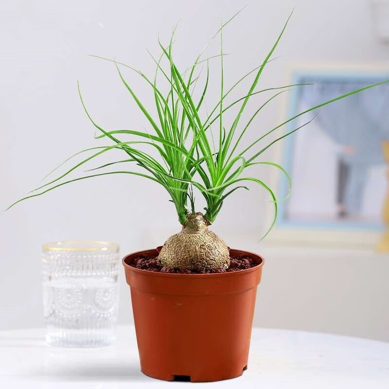 室内阳台室外庭院好养耐旱植物办公室观茎树苗盆景绿植 酒瓶兰(原盆)