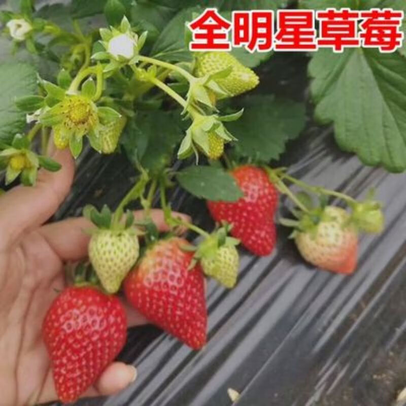 【精选】四季盆栽奶油草莓种子树苗批发新品种牛奶红颜南北方带盆带土带果 全 二盆精选苗【带土带盆】1月多结果